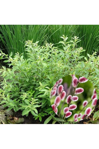 Salix gracilistyla Mount Aso 